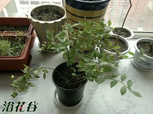 盆栽蓝莓多久浇水一次 怎么知道蓝莓缺水了