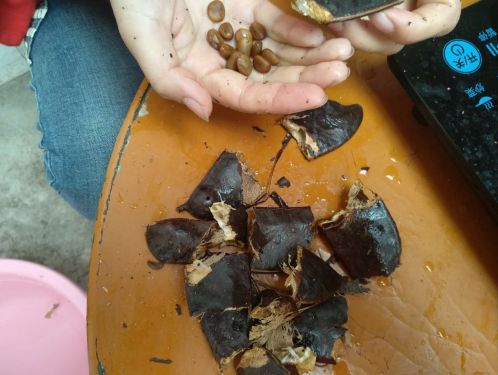 皂角的正确吃法与用量 皂角成人用量一次多少克