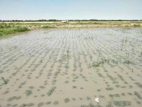 盐碱地一般缺什么肥料 改善盐碱地最快的方法