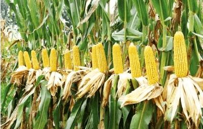 盐碱地种什么蔬菜好 盐碱地种玉米诀窍