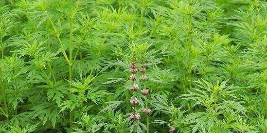 益母草对子宫的好处 喝益母草不能超过几天