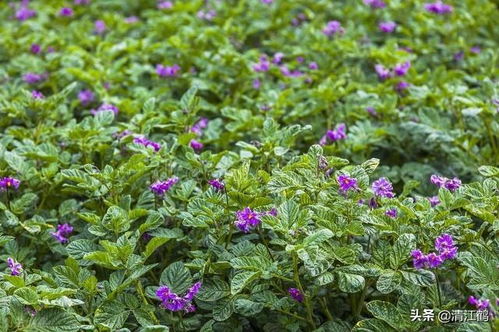 百菌清使用禁忌 百菌清最佳复配