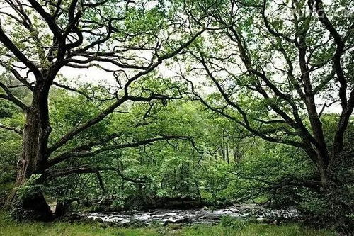 盆景树种100种 未来10大暴利种植