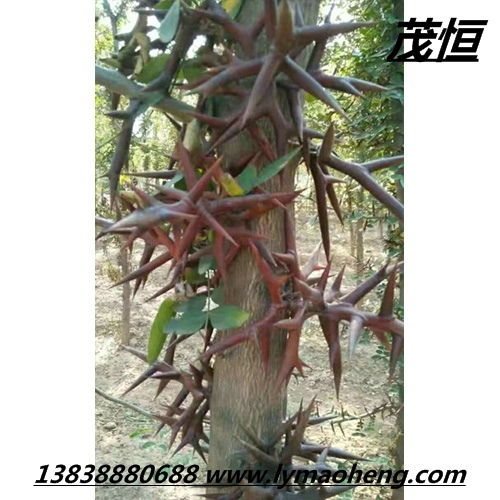 皂角刺的十大功效 皂角刺对肿瘤的作用