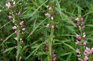 益母草能治什么病 女人常喝益母草的功效