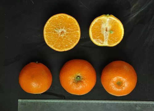 真正有前景的柑橘新品种 2023年柑橘新品种