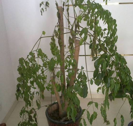 盆栽起死回生的经典句子 枯萎后重生生机的句子