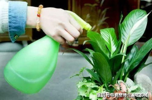 直接用自来水浇花行吗 自来水静置多久可以浇花