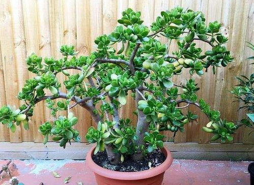 盆栽桂花怎么养家庭养法 桂花为什么阳台养不活