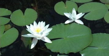 睡莲只长叶子不长花苞 睡莲长叶之后多久开花