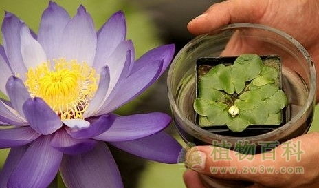 睡莲需要深水还是浅水 睡莲种水下多深合适