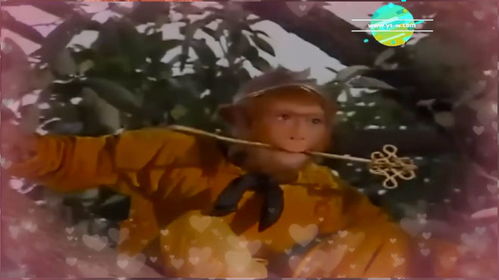 真正的人参果 真正野生人参果图片