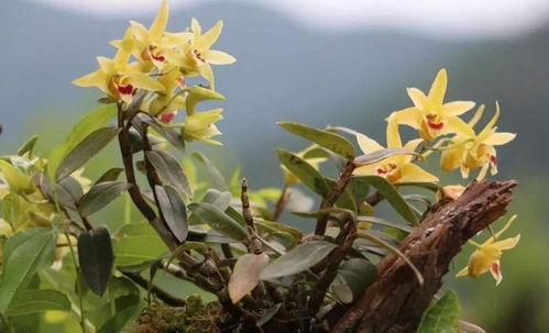 石斛主要是治什么病 女人吃石斛有什么好处和作用