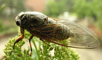 知了半夜突然叫的很大声 晚上听到知了叫预示什么