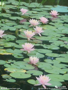 睡莲在古代的雅称 睡莲最有禅意的句子