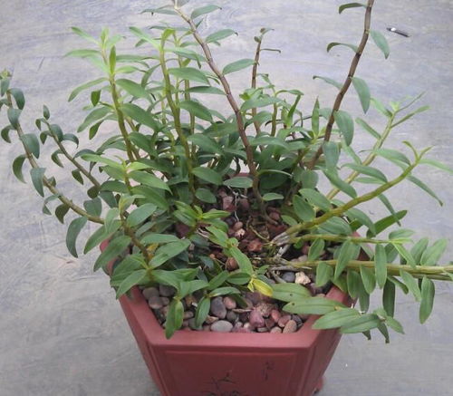 石斛的种植方法 盆栽 石斛种植的正确方法