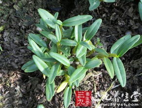 石斛的最佳配伍 石斛怎样配不寒凉