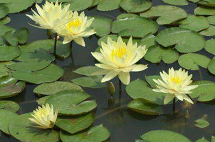 睡莲绽放的优美描述 赞美睡莲的经典佳句