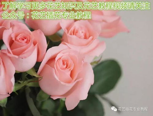真爱是白玫瑰还是红玫瑰 白玫瑰终究比不上红玫瑰