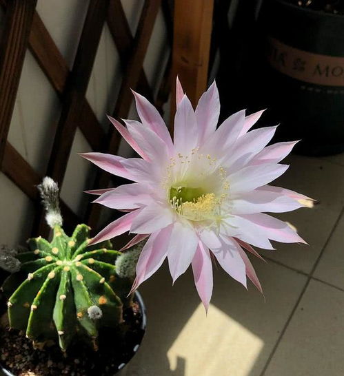 短毛丸有几个品种 怎么分辨短毛丸花色