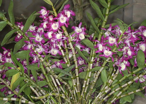 石斛兰一年四季开花 石斛兰一年开几次花