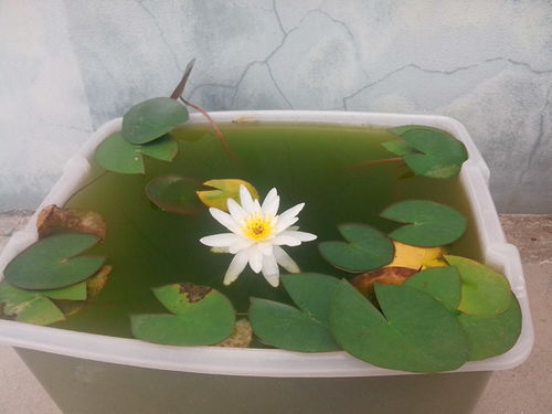 睡莲离水面多高合适 睡莲发芽了水要多深