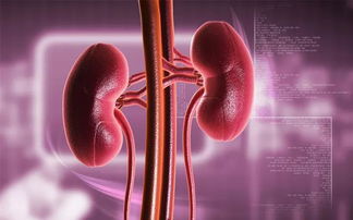 瞿麦对肾脏的损伤 瞿麦对囊肿特效