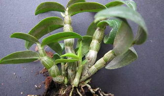 石斛怎样种植才生长茂盛 石斛种植的正确方法