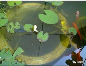 睡莲不换水会死吗 为什么养睡莲会倒霉