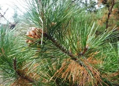 砍柏树有什么禁忌 柏树为什么不能砍