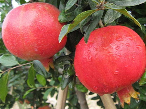 石榴和爱情的关系 石榴的暗语是什么