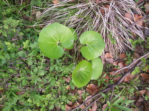 石菖蒲单用治疗什么病 石菖蒲泡酒治风湿病