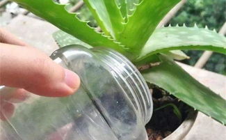 矿泉水可以浇绿植吗 放了10天的水能浇花吗
