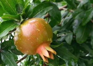 石榴树夏季修剪技术 石榴剪枝三大忌