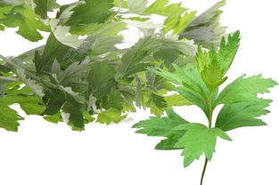 石韦草的作用和功效 石韦草壮阳吗