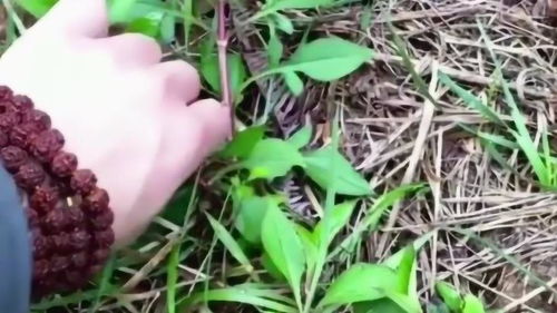 磨盘草对肾的功效 磨盘草煮鸡蛋的功效