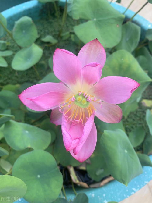 碗莲不放泥只放水可以吗 碗莲必须种在泥里吗