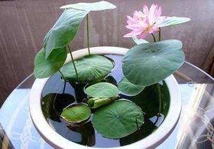 碗莲立叶后多久开花 碗莲立叶后要掐掉浮叶吗