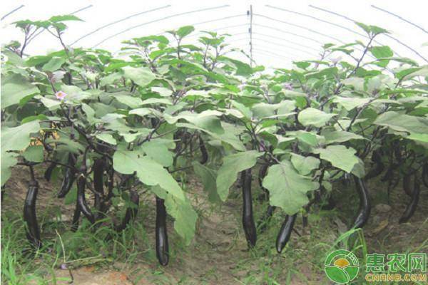 秋茄子播种最佳时间 露地秋茄子何时育苗