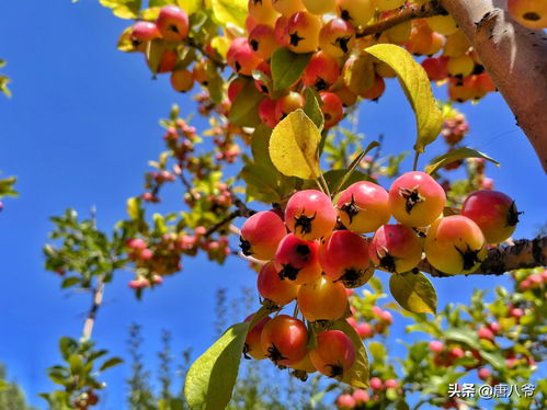 秋天的果实怎么形容 10种代表秋天的果实