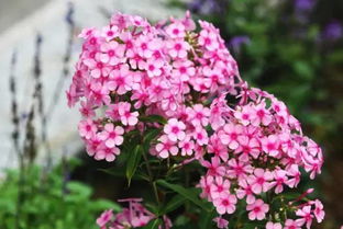 福禄考能活几年 福禄考一年开几次花