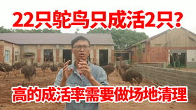 私自养一两只鸵鸟违法吗 农村养鸵鸟赚钱吗