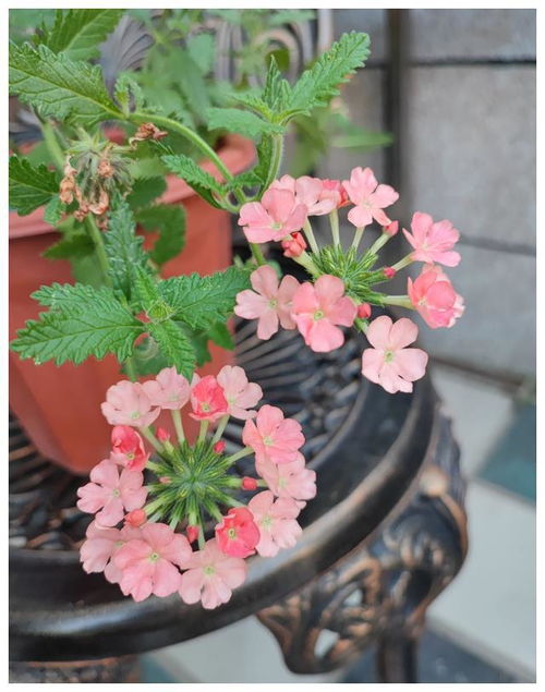 秋天好看的花 10种代表秋天的植物
