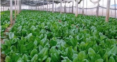 秋季红萝卜最佳种植时间 立秋后多长时间种胡萝卜