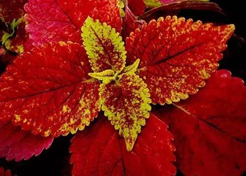 秋天十种最美的花 秋天适合种的花有哪些