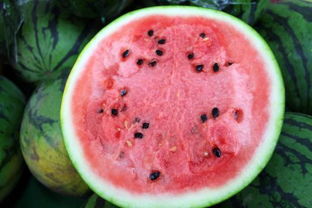 秋西瓜最迟几月份播种 8月份可以种露天西瓜吗