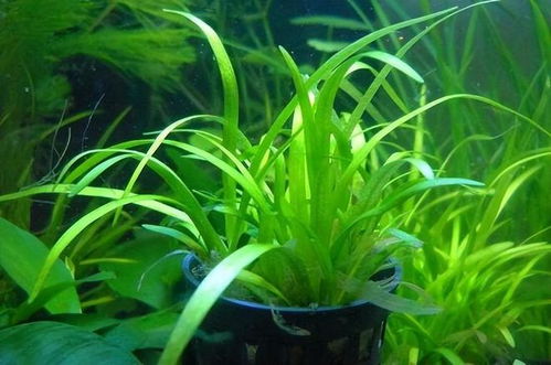 种植水草种子全过程 为什么水草种子是骗局