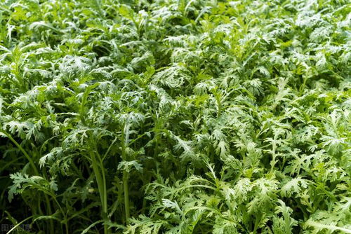 秋茴香深种还是浅种好 立秋种茴香几天出苗