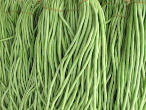 秋豆角是立秋前种还是秋后种 秋豆角露天最晚几号种