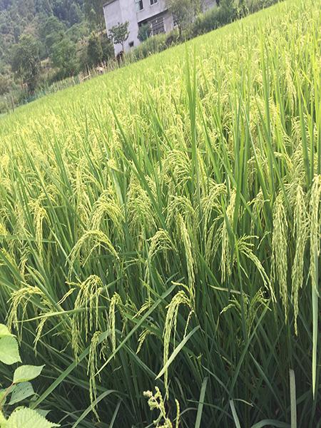 种稻子的四个步骤 种稻谷的步骤图片